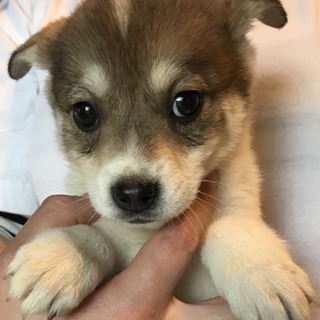 ♀476 里親募集です！