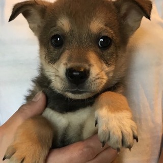 ♂477里親募集です！