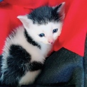 子猫拾いました。メスです