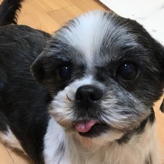 シーズーの女の子、