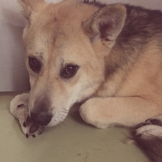 男らしい見た目だけど臆病な　レオン君