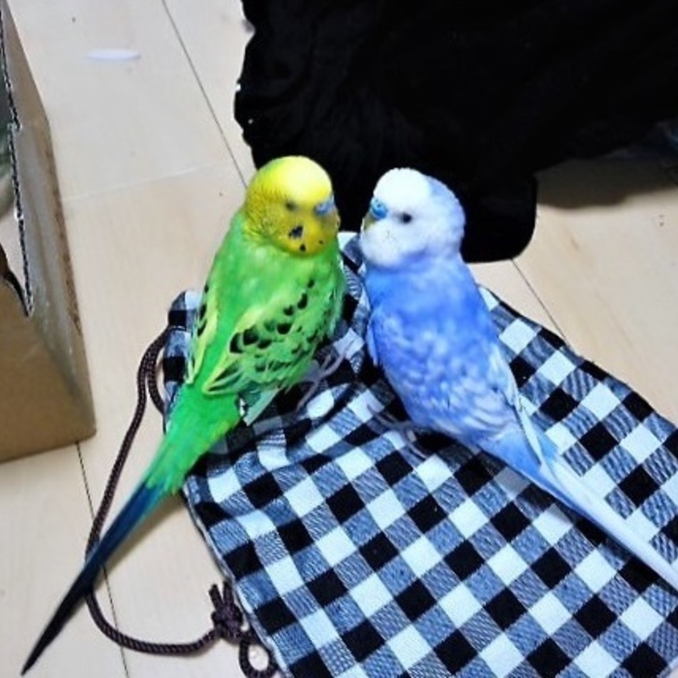 ぽんたのカバー写真