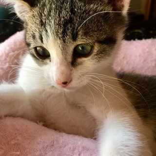 キジ白♂９月7日産まれ飼い主事情のため飼えず