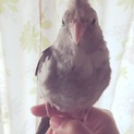 オカメインコ 里親さん募集
