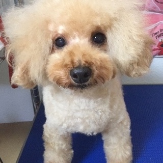 トイプードルの里親様を募集致します