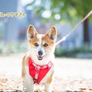 コーギーののり子さん　里親募集中！