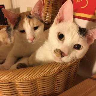 とっても甘えん坊の可愛い兄妹です！