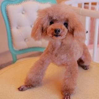 募集を一時終了。お問い合わせを頂いた方とやり取り中