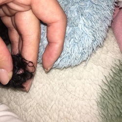 しっぽの先に赤いできもの 相談 3757 ペットのおうち 月間利用者150万人