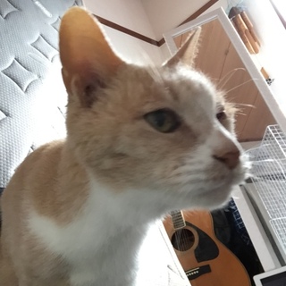 大人しい猫、人間好き