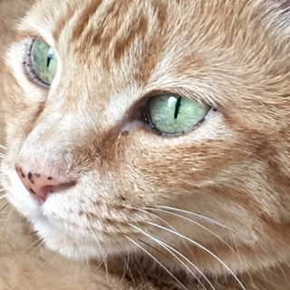 可愛いおばあちゃん(^^)茶トラのねねちゃん