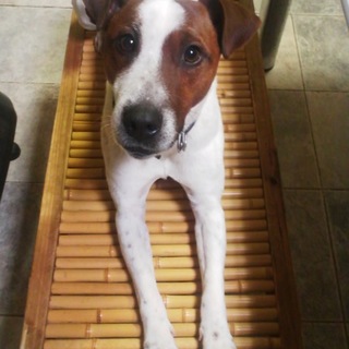 ジャックラッセルテリア