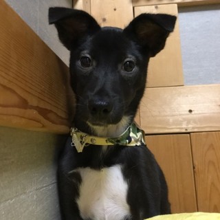 ♀382 里親募集です！