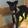 ♀382 里親募集です！ サムネイル2