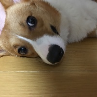 あかり