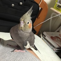 ポポちゃん