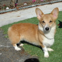 コーギー・３歳半・オス里親募集