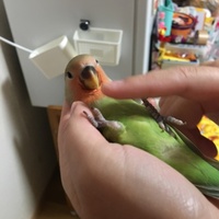 おーちゃん