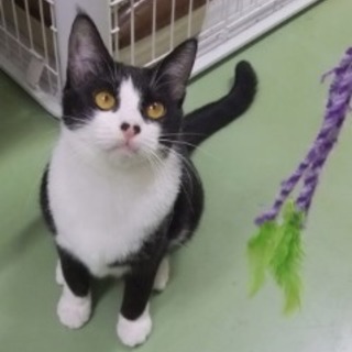 譲渡先が決まりました。ありがとうございました。