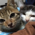 生後3ヶ月くらいの赤ちゃん猫♡男の子です