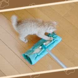 「お掃除ワイパーで遊ぶうちの茶トラ猫です」サムネイル1