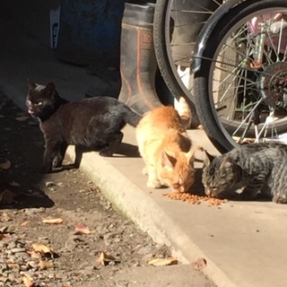 ☪︎⋆可愛い3匹の猫ちゃん達｡˚✩