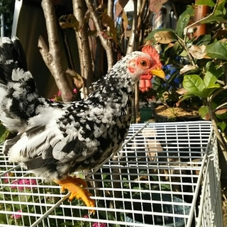 ８月２５日産まれ　碁石チャボ　オス