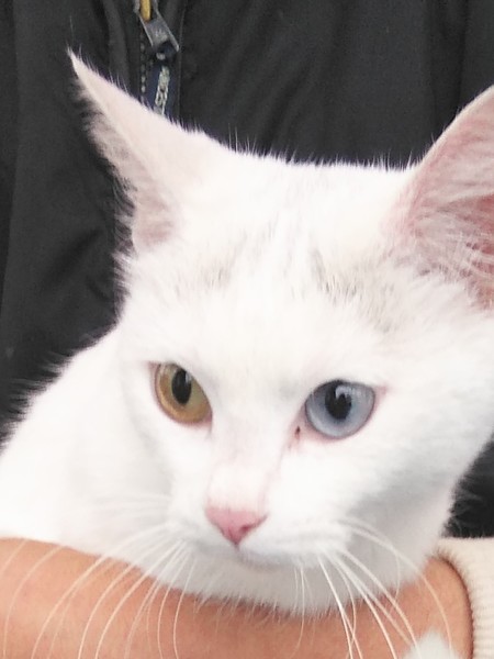 金目銀目の美女」茨城県 - 猫の里親募集(187813) :: ペットのおうち