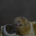オス ゴールデンロングヘアー ハムスター