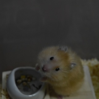 オス ゴールデンロングヘアー ハムスター