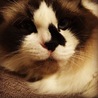 の写真