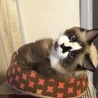 の写真
