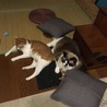の写真