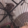 ブルーデグーのカノンちゃんです(*ˊ˘ˋ*)｡♪:*°
