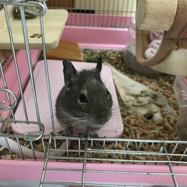 ブルーデグーのカイトくんです(*ˊ˘ˋ*)｡♪:*°