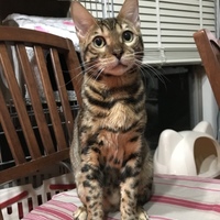 二代目 ロビン