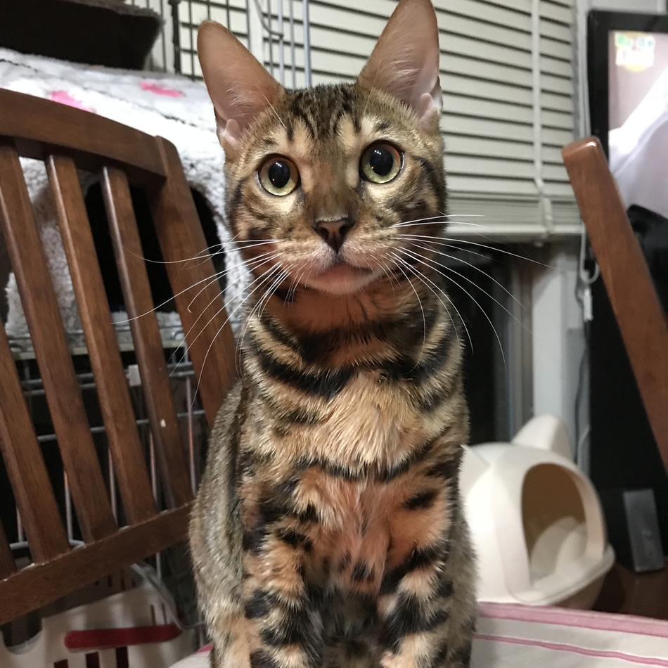 二代目 ロビンのカバー写真