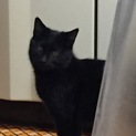 生後4ヶ月の黒猫です。