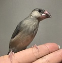 桜文鳥☆生後2ヵ月