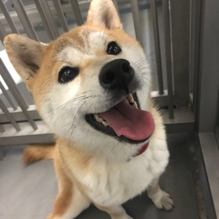 萩市 保健所 柴犬（？）人懐っこい女の子