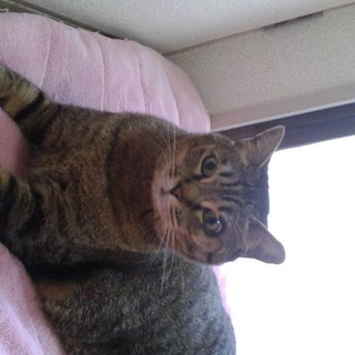 過去に酷い虐待…それでも甘えたいレオ君。再投稿