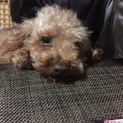 引越しの為