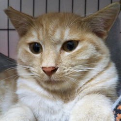 猫の譲渡会