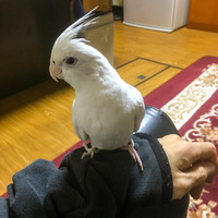 キャロりん
