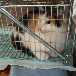 器量よし、賢くて飼いやすいの女の子です。