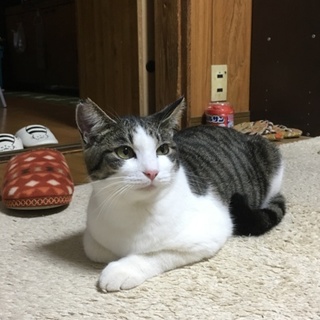 キジトラちゃん兄弟です！