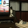 キジトラちゃん兄弟です！ サムネイル7