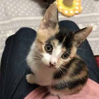 正統派三毛のなつちゃん