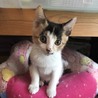 正統派三毛のなつちゃん サムネイル2