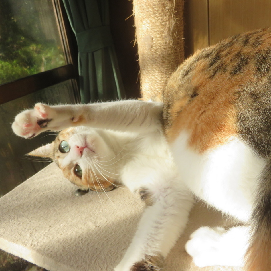 ラテのカバー写真